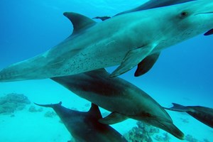 Delfiny i rekiny wielorybie